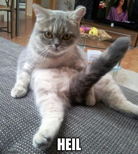 Sexy cat | HEIL | image tagged in sexy cat | made w/ Imgflip meme maker