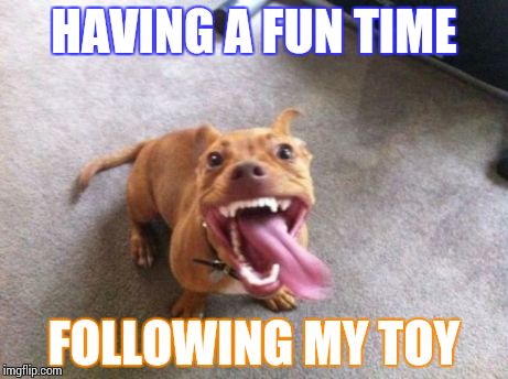 Pitbull | HAVING A FUN TIME FOLLOWING MY TOY | image tagged in pitbull | made w/ Imgflip meme maker