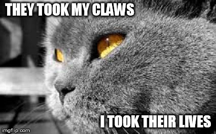 PTSD Cat | THEY TOOK MY CLAWS I TOOK THEIR LIVES | image tagged in ptsd cat,memes,funny cat memes | made w/ Imgflip meme maker