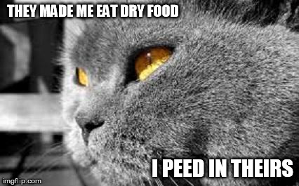 PTSD Cat | THEY MADE ME EAT DRY FOOD I PEED IN THEIRS | image tagged in ptsd cat,memes,funny cat memes | made w/ Imgflip meme maker
