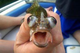Baby Fish Blank Meme Template