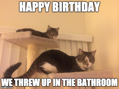 HAPPY BIRTHDAY WE THREW UP IN THE BATHROOM | image tagged in cats,happy birthday,lolcat | made w/ Imgflip meme maker