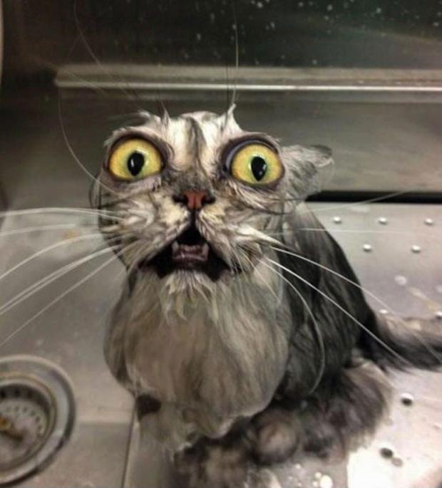 Astonished Wet Cat Blank Meme Template