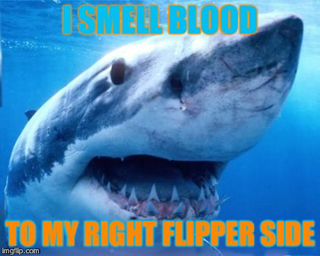 animals | I SMELL BLOOD TO MY RIGHT FLIPPER SIDE | image tagged in animals | made w/ Imgflip meme maker