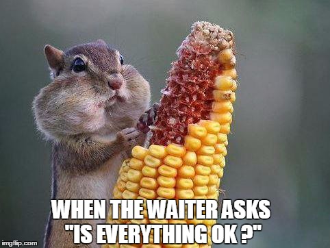 Hungry squirrel | WHEN THE WAITER ASKS "IS EVERYTHING OK ?" | image tagged in hungry | made w/ Imgflip meme maker
