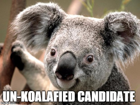 koala  | UN-KOALAFIED CANDIDATE | image tagged in koala | made w/ Imgflip meme maker