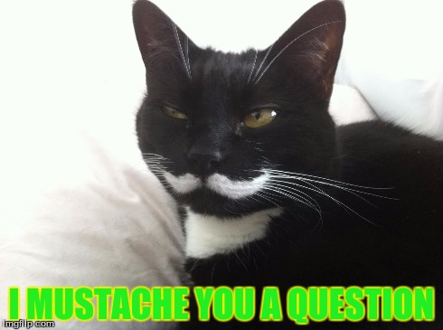 I mustache you a question | I MUSTACHE YOU A QUESTION | image tagged in memes,funny memes,funny,cats,funny cats,comedy | made w/ Imgflip meme maker