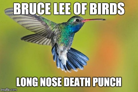 Humming Bird | BRUCE LEE OF BIRDS LONG NOSE DEATH PUNCH | image tagged in humming bird,bruce lee,death punch,long nose,funny,memes | made w/ Imgflip meme maker
