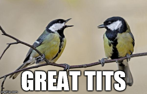 Parus major | GREAT TITS | image tagged in great tits,birds,tits,memes,funny memes,big tits | made w/ Imgflip meme maker