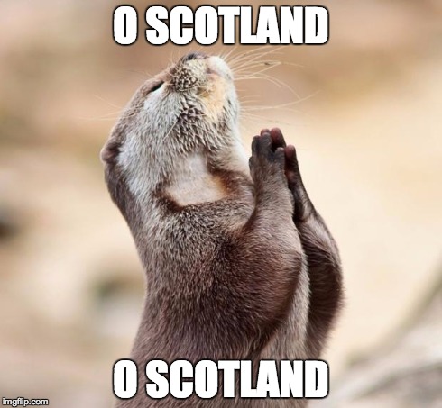 animal praying | O SCOTLAND O SCOTLAND | image tagged in animal praying | made w/ Imgflip meme maker