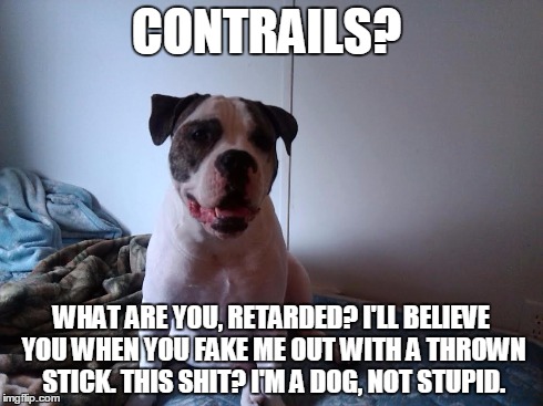 Contrails? What are you, retarded? | CONTRAILS? WHAT ARE YOU, RETARDED? I'LL BELIEVE YOU WHEN YOU FAKE ME OUT WITH A THROWN STICK. THIS SHIT? I'M A DOG, NOT STUPID. | image tagged in dolly,bulldog,bulldogs,retarded,retard,dog | made w/ Imgflip meme maker