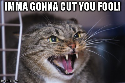 Angry Tabby | IMMA GONNA CUT YOU FOOL! | image tagged in cats,hissing,angry | made w/ Imgflip meme maker