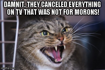 Angry Kat | DAMNIT. THEY CANCELED EVERYTHING ON TV THAT WAS NOT FOR MORONS! | image tagged in cats,angry,bad tv | made w/ Imgflip meme maker