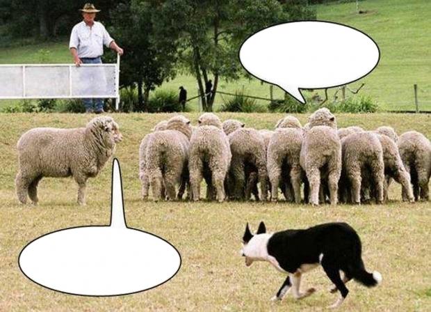 High Quality Sheep Effect Blank Meme Template