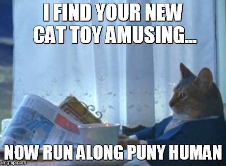 I Should Buy A Boat Cat | I FIND YOUR NEW CAT TOY AMUSING... NOW RUN ALONG PUNY HUMAN | image tagged in memes,i should buy a boat cat | made w/ Imgflip meme maker