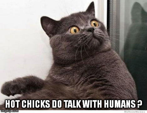 Cat WTF | HOT CHICKS DO TALK WITH HUMANS ? | image tagged in cat wtf | made w/ Imgflip meme maker