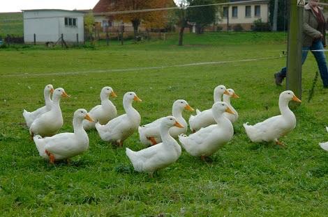 Mean ducks Blank Meme Template