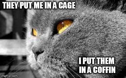 PTSD Cat | THEY PUT ME IN A CAGE I PUT THEM IN A COFFIN | image tagged in ptsd cat,memes,funny cat memes | made w/ Imgflip meme maker