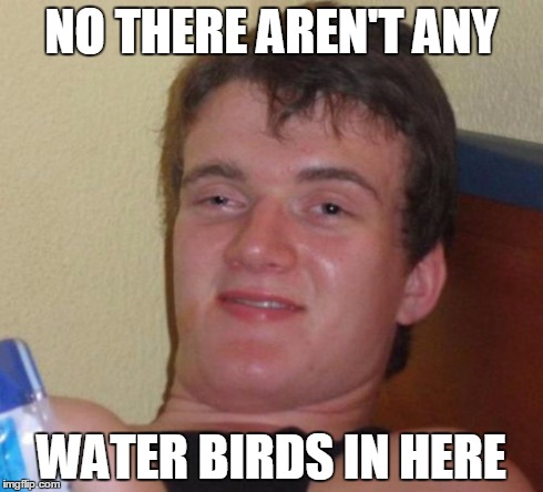 10 Guy Meme | NO THERE AREN'T ANY WATER BIRDS IN HERE | image tagged in memes,10 guy | made w/ Imgflip meme maker