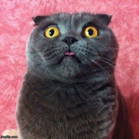 Astonished Cat | . | image tagged in astonished cat | made w/ Imgflip meme maker