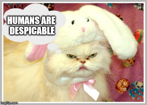 HUMANS ARE DESPICABLE | image tagged in grumpy bunny cat | made w/ Imgflip meme maker