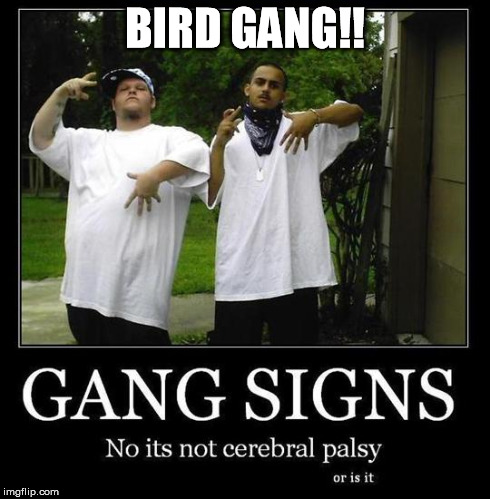 BIRD GANG!! | image tagged in birds | made w/ Imgflip meme maker