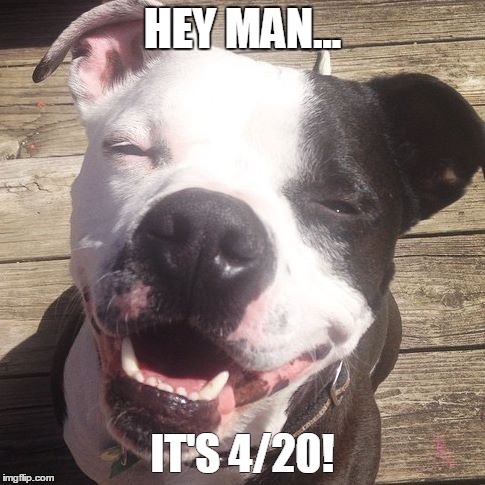 Stoner Boe is ready for 4/20 | HEY MAN... IT'S 4/20! | image tagged in 4/20,pitbull,dog,smile | made w/ Imgflip meme maker