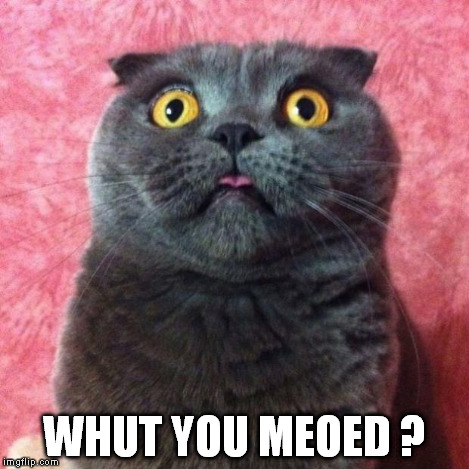 Astonished Cat | WHUT YOU MEOED ? | image tagged in astonished cat | made w/ Imgflip meme maker