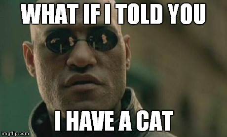Matrix Morpheus Meme | WHAT IF I TOLD YOU I HAVE A CAT | image tagged in memes,matrix morpheus | made w/ Imgflip meme maker