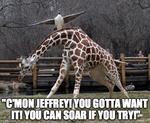 "Gotta Want It Jeffrey!" | "C'MON JEFFREY! YOU GOTTA WANT IT! YOU CAN SOAR IF YOU TRY!" | image tagged in silly goose,scared giraffe | made w/ Imgflip meme maker