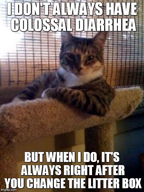 cats | I DON'T ALWAYS HAVE COLOSSAL DIARRHEA BUT WHEN I DO, IT'S ALWAYS RIGHT AFTER YOU CHANGE THE LITTER BOX | image tagged in cats | made w/ Imgflip meme maker