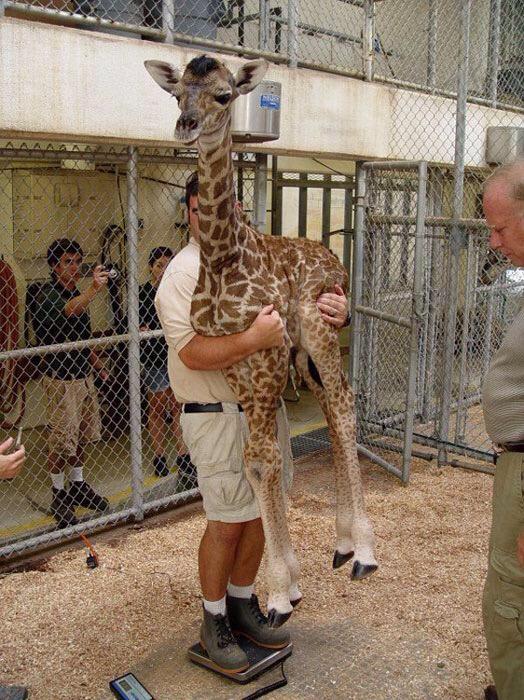 High Quality Giraffe Hugging Blank Meme Template