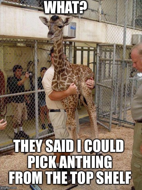 Giraffe Hugging | WHAT? THEY SAID I COULD PICK ANTHING FROM THE TOP SHELF | image tagged in giraffe hugging | made w/ Imgflip meme maker