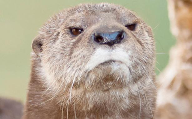 disappointed otter Blank Meme Template