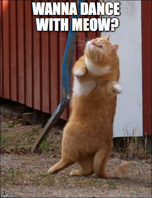 dancing cat | WANNA DANCE WITH MEOW? | image tagged in dancing cat | made w/ Imgflip meme maker