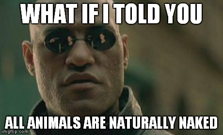 Matrix Morpheus Meme | WHAT IF I TOLD YOU ALL ANIMALS ARE NATURALLY NAKED | image tagged in memes,matrix morpheus | made w/ Imgflip meme maker