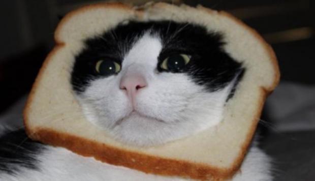 In bread cat Blank Meme Template