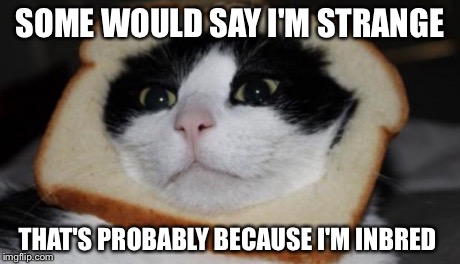 In bread cat | SOME WOULD SAY I'M STRANGE THAT'S PROBABLY BECAUSE I'M INBRED | image tagged in in bread cat | made w/ Imgflip meme maker
