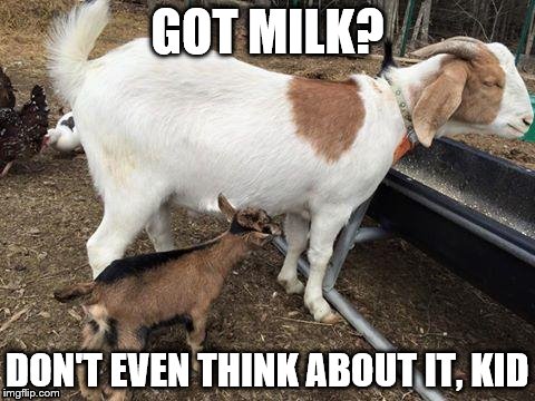 GOT MILK? DON'T EVEN THINK ABOUT IT, KID | image tagged in goats | made w/ Imgflip meme maker