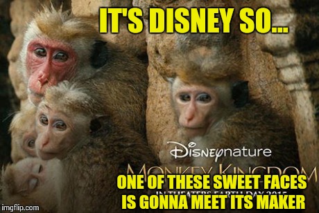 Don't Get Too Attached | IT'S DISNEY SO... ONE OF THESE SWEET FACES IS GONNA MEET ITS MAKER | image tagged in disney,monkey ooh,monkeys | made w/ Imgflip meme maker