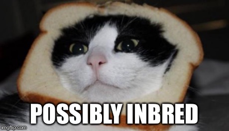 In bread cat | POSSIBLY INBRED | image tagged in in bread cat | made w/ Imgflip meme maker