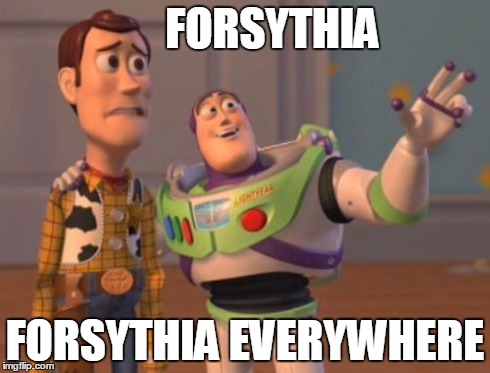 Told my Mom my allergies were bad this week. This is what she said... | FORSYTHIA FORSYTHIA EVERYWHERE | image tagged in memes,x x everywhere | made w/ Imgflip meme maker