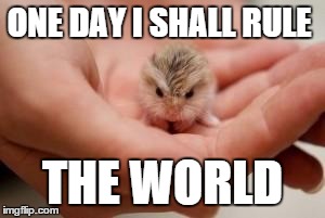 ONE DAY I SHALL RULE THE WORLD | image tagged in cute | made w/ Imgflip meme maker