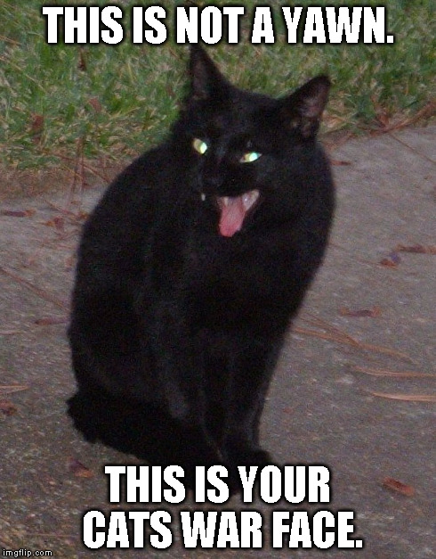 Cat's War Face | THIS IS NOT A YAWN. THIS IS YOUR CATS WAR FACE. | image tagged in cats,the oatmeal | made w/ Imgflip meme maker