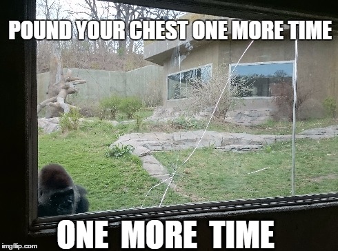 Upset Gorilla | POUND YOUR CHEST ONE MORE TIME ONE  MORE  TIME | image tagged in angry,mad,gorilla | made w/ Imgflip meme maker