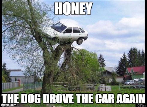 When You Leave Your Dog Unattended | HONEY THE DOG DROVE THE CAR AGAIN | image tagged in memes,secure parking | made w/ Imgflip meme maker