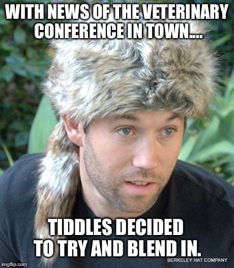 WITH NEWS OF THE VETERINARY CONFERENCE IN TOWN.... TIDDLES DECIDED TO TRY AND BLEND IN. | made w/ Imgflip meme maker