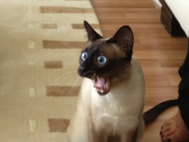 High Quality surprised kitty Blank Meme Template