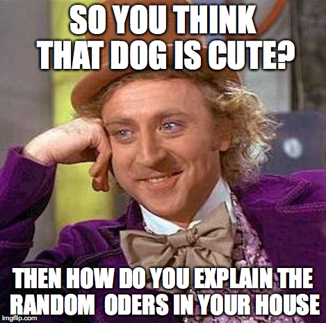 Creepy Condescending Wonka Meme | SO YOU THINK THAT DOG IS CUTE? THEN HOW DO YOU EXPLAIN THE RANDOM  ODERS IN YOUR HOUSE | image tagged in memes,creepy condescending wonka | made w/ Imgflip meme maker