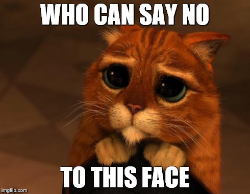 puss in boots eyes | WHO CAN SAY NO TO THIS FACE | image tagged in puss in boots eyes | made w/ Imgflip meme maker